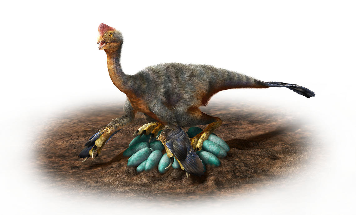 Dinosaur Embryos Tucked Themselves Like Birds
